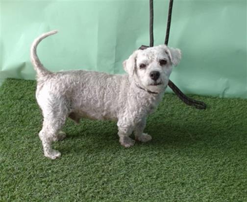 HARLEY - Maltese / Poodle (Miniature) available for adoption