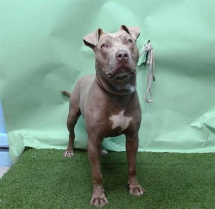 A5751574 - Pit Bull Terrier available for adoption