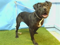 OREO - Photo 1