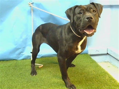 OREO - Pit Bull Terrier / Mastiff available for adoption
