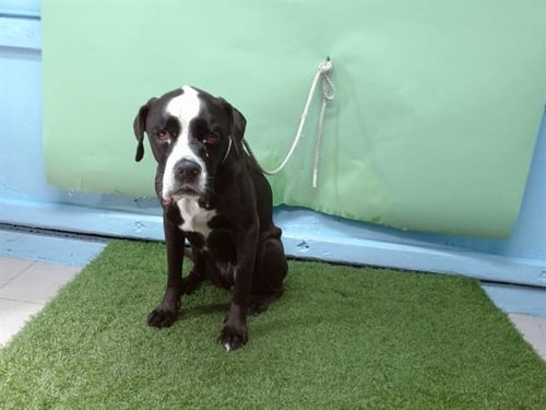 LAYLA - Pit Bull Terrier available for adoption