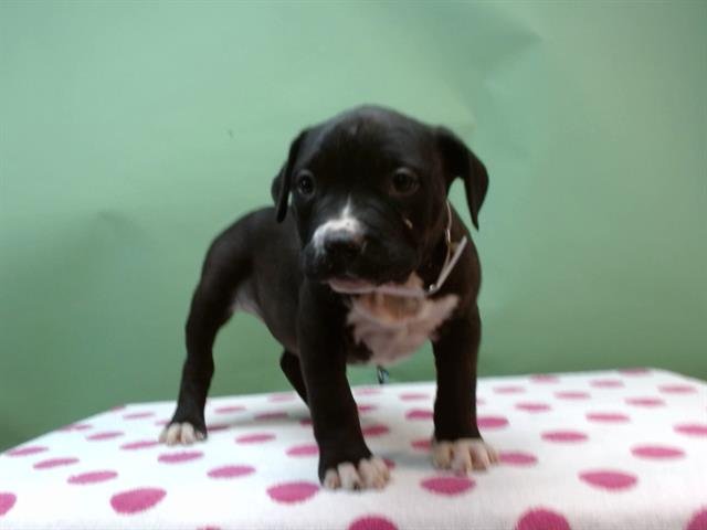 CHEESECAKE - Pit Bull Terrier available for adoption