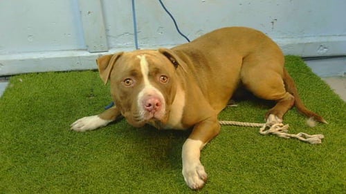 COFFEE CAKE - Pit Bull Terrier available for adoption