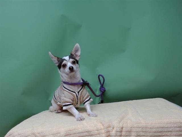 A5751567 - Chihuahua available for adoption