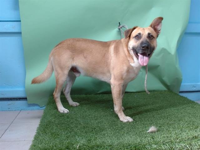 OLIVER - German Shepherd Dog available for adoption