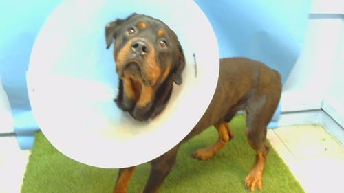 LEVIATHAN - Rottweiler available for adoption