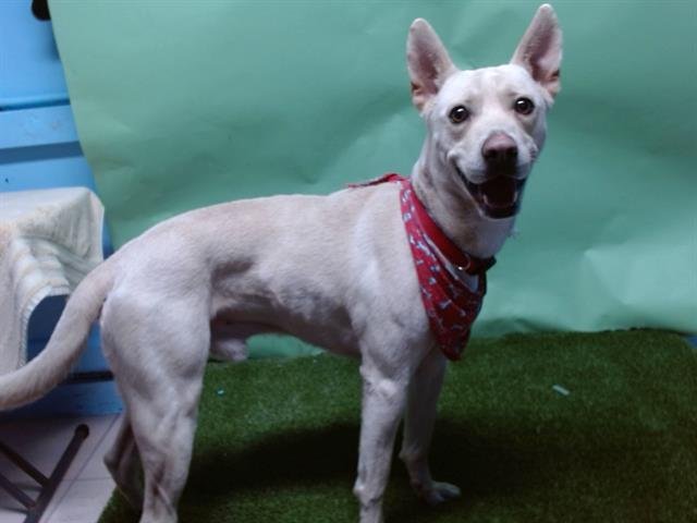 BUBBA - Siberian Husky available for adoption