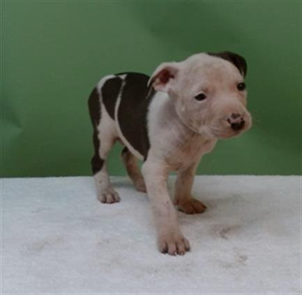 PETEY - Pit Bull Terrier available for adoption