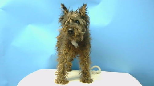 BLUE - Terrier available for adoption