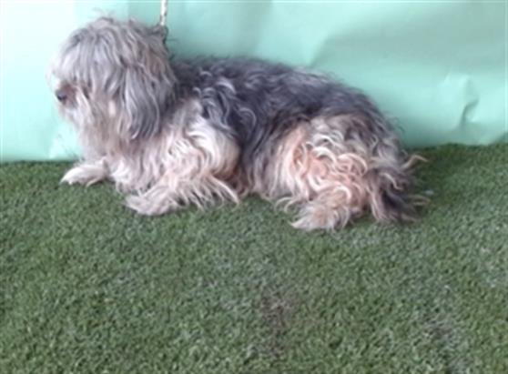 THEODORE - Shih Tzu available for adoption