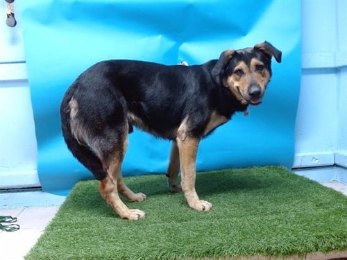 JAX - German Shepherd Dog for adoption in Torrance