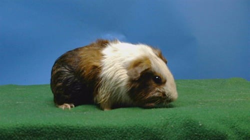 A5778435 - Guinea Pig available for adoption