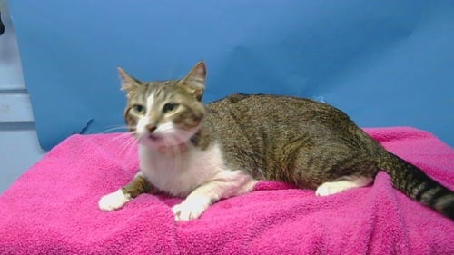 SPARKY - Domestic Short Hair available for adoption