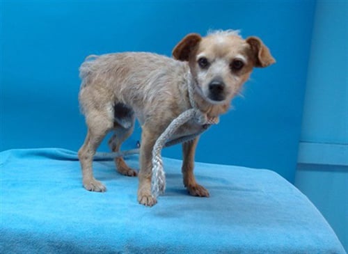 DANTE - Chihuahua available for adoption