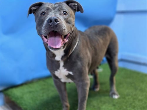 AUNT GLADYS - Pit Bull Terrier available for adoption