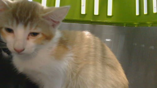 STRAWBERRY - Domestic Short Hair available for adoption