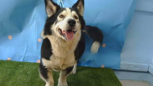JOEY - Cardigan Welsh Corgi available for adoption