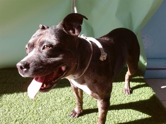 BOB - Pit Bull Terrier available for adoption