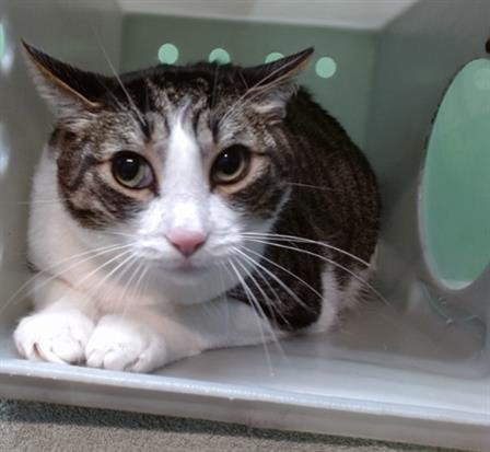 ASHTON - Domestic Short Hair available for adoption