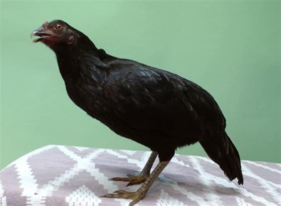 RAVEN - Chicken available for adoption