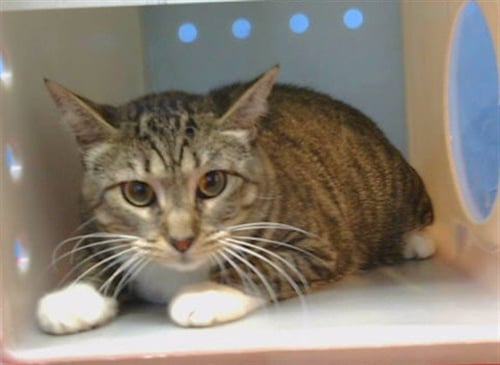 MADDIE - Domestic Short Hair available for adoption