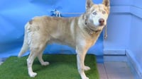 KODA - Photo 1