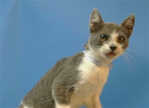 A5788135 - Domestic Short Hair available for adoption