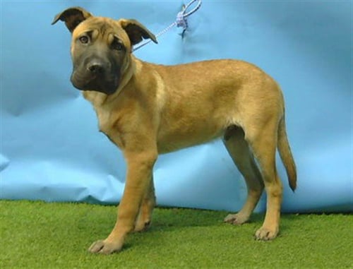 LEO - Chinese Shar-Pei / German Shepherd Dog available for adoption