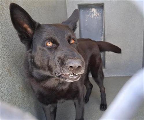 ONYX - German Shepherd Dog available for adoption