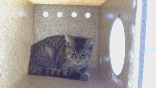 A5807591 - Domestic Short Hair available for adoption