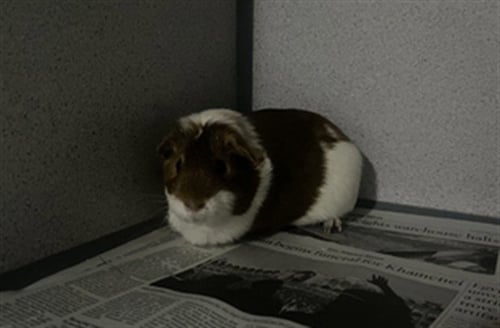 A5797161 - Guinea Pig available for adoption