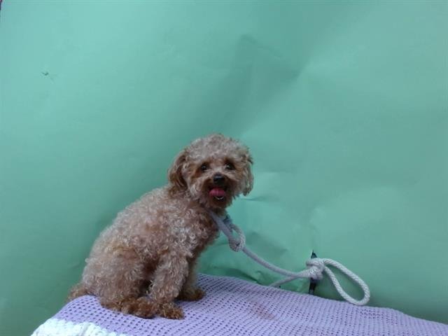 REBEL - Poodle (Toy) available for adoption
