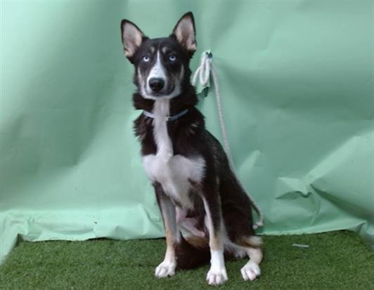 SEQUOIA - German Shepherd Dog available for adoption