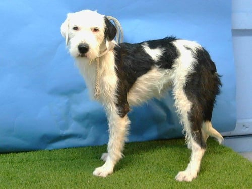 LEFTY - Old English Sheepdog / Poodle (Miniature) available for adoption