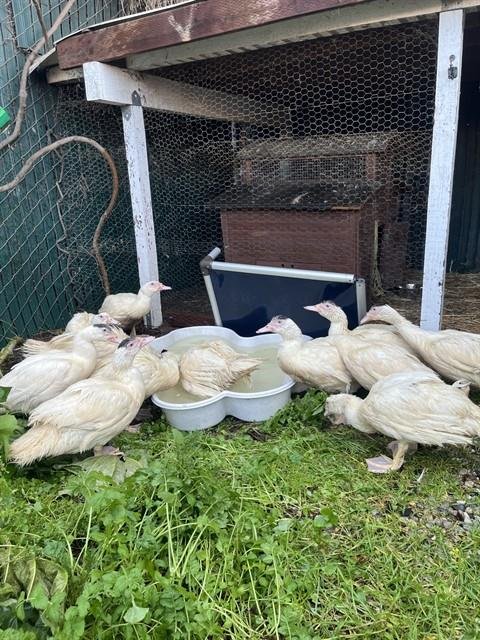 A5749364 - Duck available for adoption