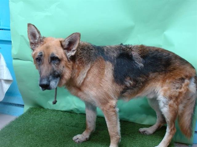 KING - German Shepherd Dog available for adoption