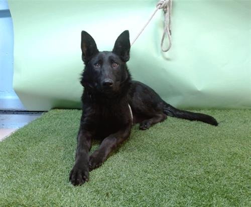 A5751081 - German Shepherd Dog available for adoption