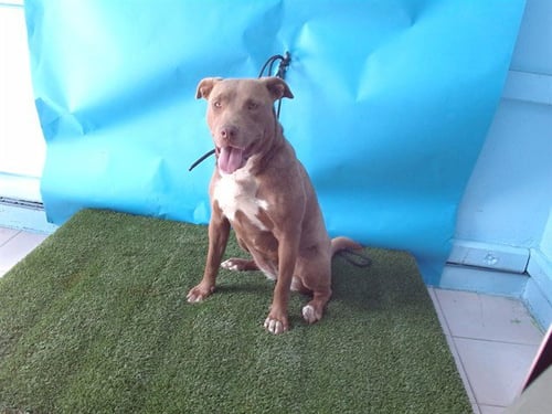DAHLIA - Pit Bull Terrier available for adoption