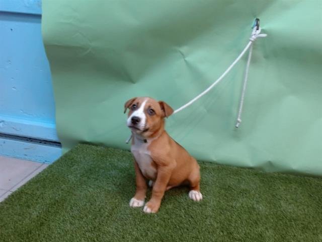 BINGO - Labrador Retriever available for adoption