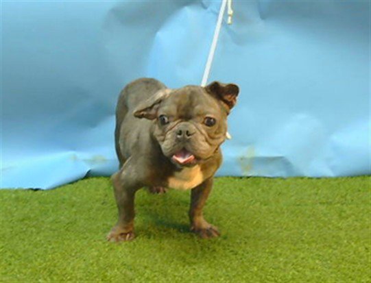 OTIS Image