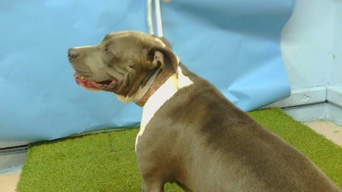 A5798502 - Pit Bull Terrier available for adoption