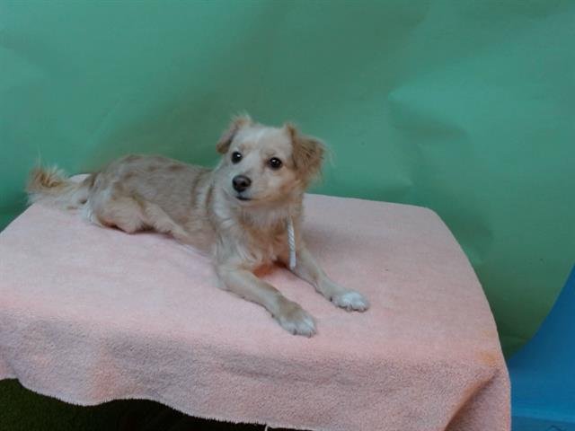 NOELIE - Chihuahua available for adoption