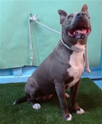 JW RANKIN - Pit Bull Terrier available for adoption