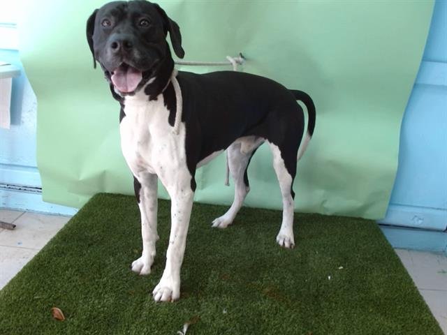 MILES - German Shorthaired Pointer available for adoption