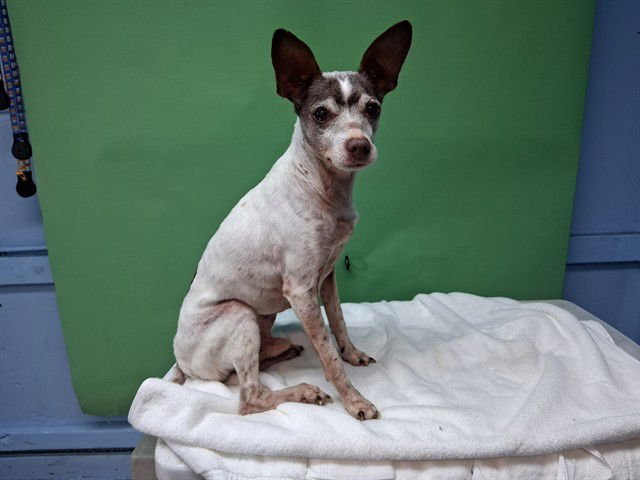 JOJO - Rat Terrier / Parson Russell Terrier available for adoption