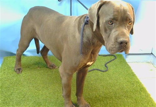 MAX - Cane Corso Mastiff available for adoption