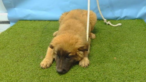 A5796967 - German Shepherd Dog / Belgian Shepherd Malinois available for adoption