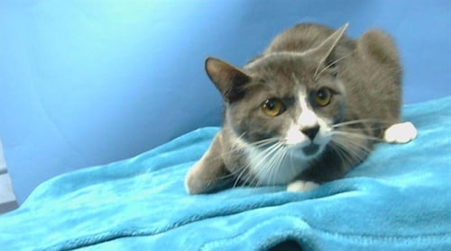 STARR - Domestic Short Hair available for adoption