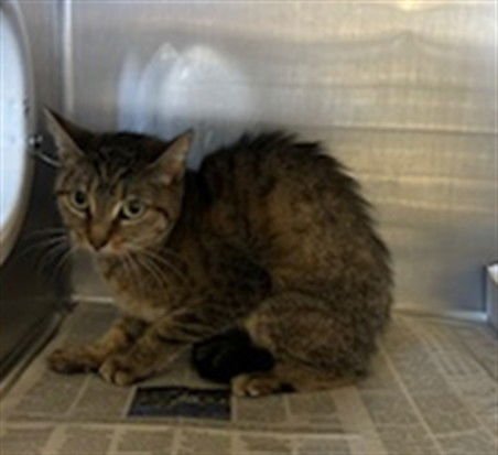 CICI - Domestic Short Hair available for adoption