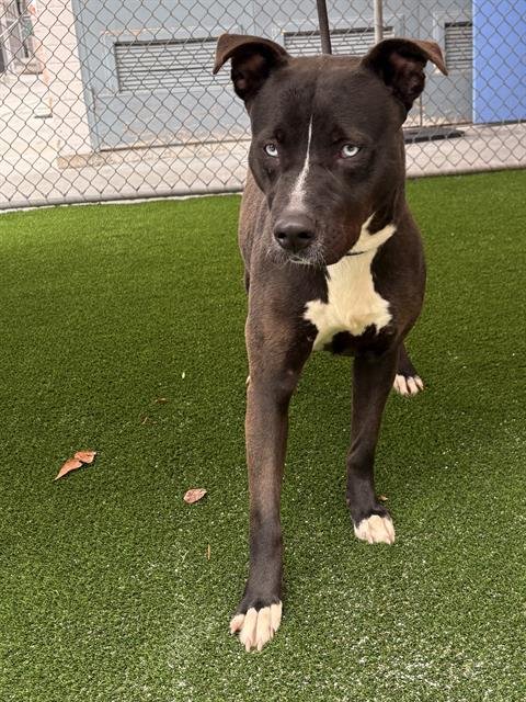 GABBY - Pit Bull Terrier for adoption in Torrance